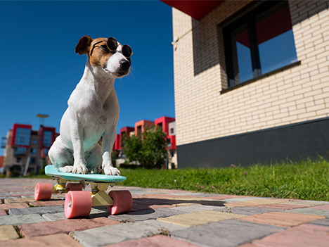tierhaftpflichtversicherung hund sitzt mit sonnenbrille auf skateboard